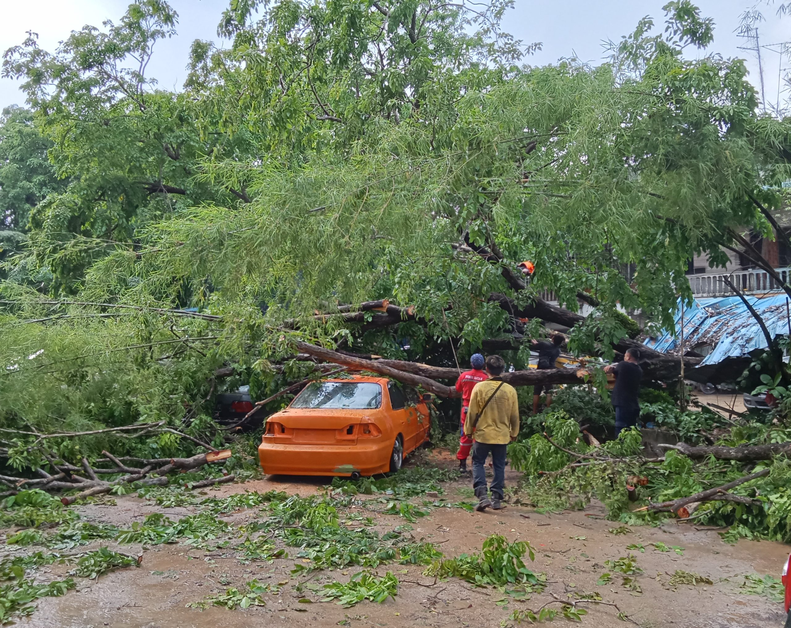 Akibat Hujan Deras dan Angin Kencang, Pohon Tumbang Hantam 6 Unit Mobil 1 Pondok Hancur